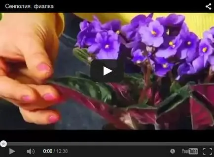 Hogyan szaporodnak Violet