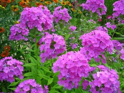 Hogyan növekszik phlox vetőmag Hogyan növekszik phlox vetőmag