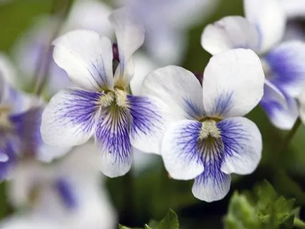 Hogyan szaporodnak Violet