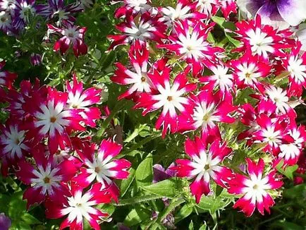 Mi a növény Phlox
