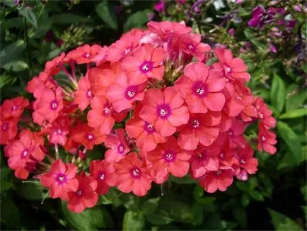 Mi a növény Phlox