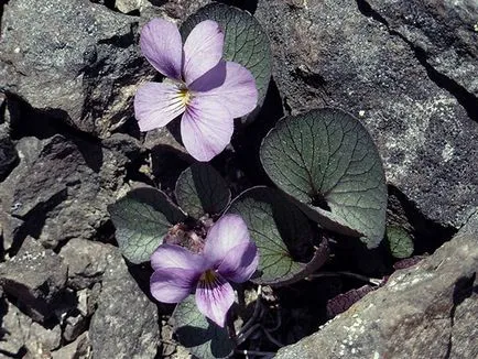 Hogyan szaporodnak Violet
