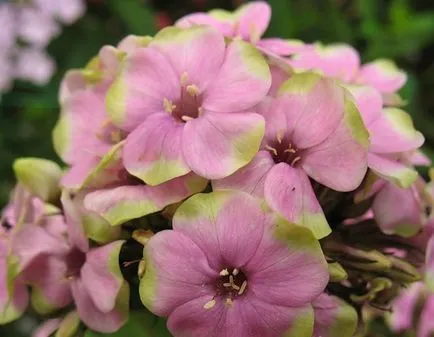 Mi a növény Phlox