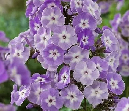Mi a növény Phlox