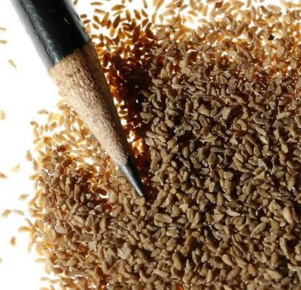 Hogyan növekszik phlox vetőmag Hogyan növekszik phlox vetőmag