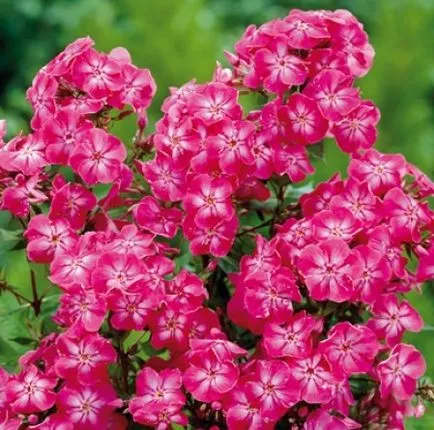 Mi a növény Phlox