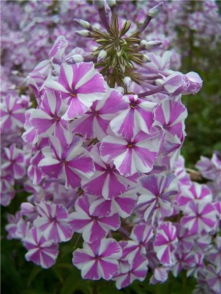 Mi a növény Phlox