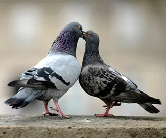 Hogyan csomag mozgás közben lépésről lépésre (mozgás) Hogyan csomag mozgás közben lépésről lépésre