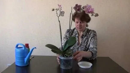 Hogyan megtermékenyítő orchidea otthon