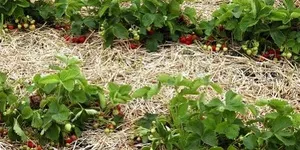Hogyan törődik vele transzplantációs Victoria, mezőgazdasági, betegségmegelőzés és kártevő (pest) Hogyan törődik vele transzplantáció, Victoria, a mezőgazdaság, a betegségek és kártevők elleni védekezés