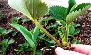 Hogyan törődik vele transzplantációs Victoria, mezőgazdasági, betegségmegelőzés és kártevő (Victoria) Hogyan törődik vele transzplantáció, Victoria, a mezőgazdaság, a betegségek és kártevők elleni védekezés