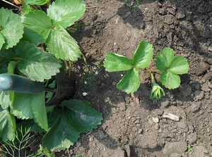 Hogyan törődik vele transzplantációs Victoria, mezőgazdasági, a betegségek megelőzésére és kártevők (betegségek) Hogyan törődik vele transzplantáció, Victoria, a mezőgazdaság, a betegségek és kártevők elleni védekezés
