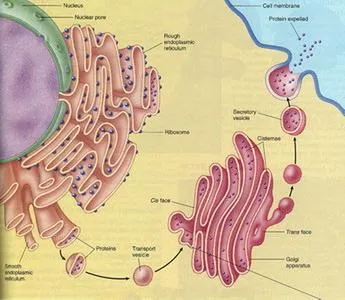 És hogy a Golgi-készülék működik az élő sejtekben (Golgi) És hogy a Golgi-készülék egy élő sejt munkák