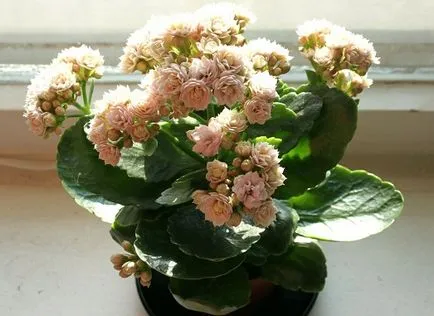 Hogyan törődik Kalanchoe virág otthon