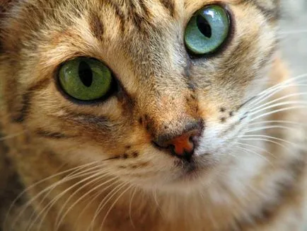 Hogyan törődik egy kiscica
