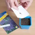 Hogyan növekszik a karácsonyfa otthon, fotók és videók (feltételek) Hogyan növekszik a karácsonyfa otthon, fotó és videó