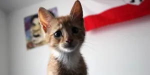 Hogyan hánytatni macska - tanácsadás veterinarasovety állatorvos (ellátás cica) Hogyan hánytatni macska - állatorvosi tanácsadás veterinarasovety