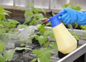 Hogyan növekszik karfiol a kertben saját kezűleg - lépésről lépésre! (Első kelés) Hogyan növekszik karfiol a kertben saját kezűleg - lépésről lépésre!