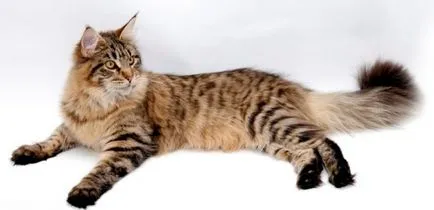 Mi ez a legnagyobb fajta macska a világon a fotó és videó
