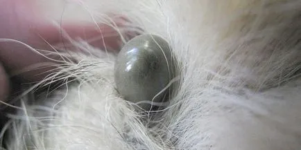 Hogyan húzza a kutya kullancs otthoni videó