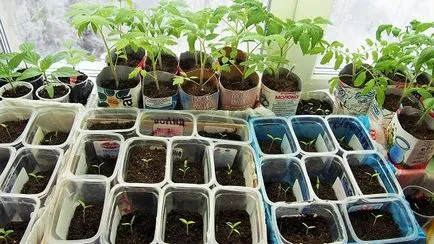 Hogyan növekszik paradicsom üvegházi - lépésről lépésre! (Grow üvegházi paradicsom) Hogyan növekszik paradicsom üvegházi - lépésről lépésre!