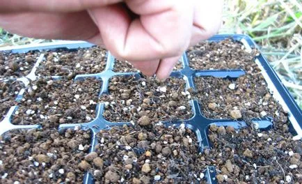 Hogyan növekszik karfiol a kertben saját kezűleg - lépésről lépésre! (Káposzta) Hogyan növekszik karfiol a kertben saját kezűleg - lépésről lépésre!