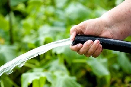 Hogyan növekszik gesztenye dió szokatlan technikák és ötletek (nő) Hogyan növekszik gesztenye dió szokatlan technikák és ötletek