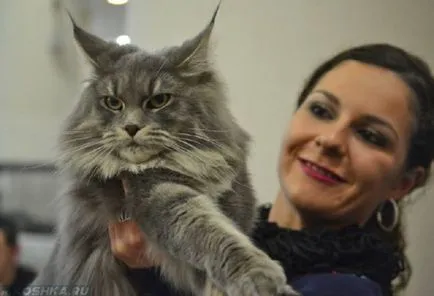 Mi ez a legnagyobb fajta macska a világon a fotó és videó