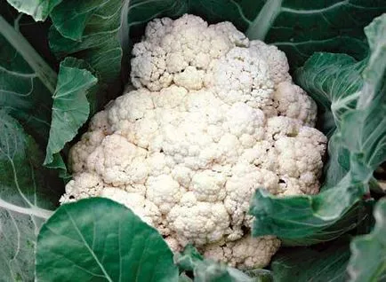 Hogyan növekszik karfiol a kertben saját kezűleg - lépésről lépésre! (Grow karfiol) Hogyan növekszik karfiol a kertben saját kezűleg - lépésről lépésre!