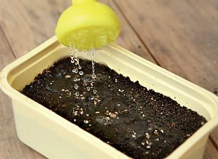 Hogyan növekszik karfiol a kertben saját kezűleg - lépésről lépésre! (Garden) Hogyan növekszik karfiol a kertben saját kezűleg - lépésről lépésre!