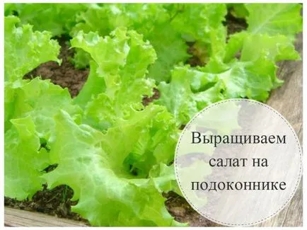 Hogyan növekszik a saláta otthon egy ablakpárkányon