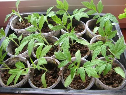 Hogyan növekszik karfiol a kertben saját kezűleg - lépésről lépésre! (Grow) Hogyan növekszik karfiol a kertben saját kezűleg - lépésről lépésre!