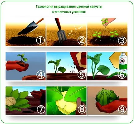 Hogyan növekszik karfiol a kertben saját kezűleg - lépésről lépésre! (Grow) Hogyan növekszik karfiol a kertben saját kezűleg - lépésről lépésre!