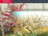 Hogyan lehet behelyezni egy bemutatót egy bemutatót a Microsoft PowerPoint