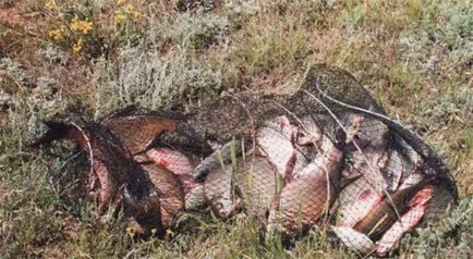 Amint azt halászat orvvadászok