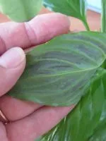 Hogyan készítsünk virág Kalanchoe