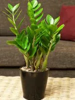 Hogyan készítsünk virág Kalanchoe