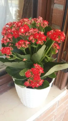 Hogyan készítsünk Kalanchoe virág otthon (hogyan lehet egy virág virágzó Kalanchoe) Hogyan készítsünk Kalanchoe virág otthon