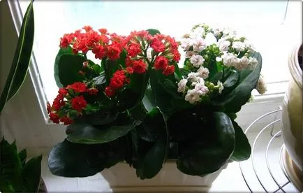 Hogyan készítsünk virág Kalanchoe, Virágüzlet tanácsadás (Márka Kalanchoe virágzás) Hogyan készítsünk virág Kalanchoe, Virágbolt Consulting