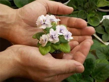 Hogyan készítsünk virág Kalanchoe, Virágüzlet tanácsadás (Kalanchoe ellátás) Hogyan készítsünk virág Kalanchoe, Virágbolt Consulting