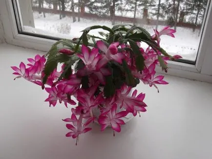 Hogyan készítsünk virág Kalanchoe, Virágüzlet tanácsadás (Kalanchoe ellátás) Hogyan készítsünk virág Kalanchoe, Virágbolt Consulting