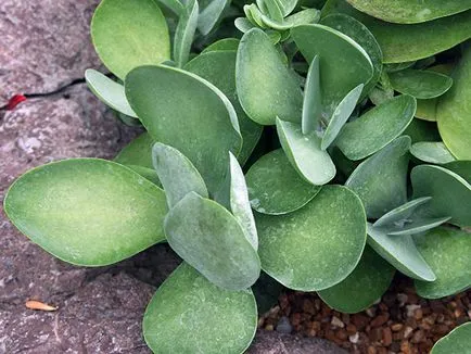Kalanchoe - otthoni gondozást öntözés, metszés, ültetés, műtrágyázás (feltételek) Kalanchoe - otthoni gondozást öntözés, metszés, ültetés, műtrágyázás