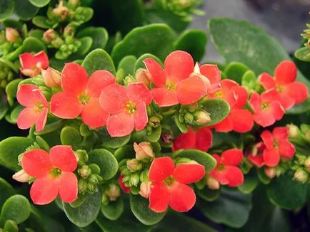 Kalanchoe - otthoni gondozást öntözés, metszés, ültetés, műtrágyázás (feltételek) Kalanchoe - otthoni gondozást öntözés, metszés, ültetés, műtrágyázás