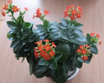 Hogyan készítsünk virág Kalanchoe, Virágüzlet tanácsadás (Kalanchoe virágzás) Hogyan készítsünk virág Kalanchoe, Virágbolt Consulting