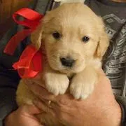 Miért álom kölykök vagy kölyök álmodik álomértelmezés egy kis kölyök (puppy) Miért álom kölykök vagy kölyök álmodik álomértelmezés kis kölyök