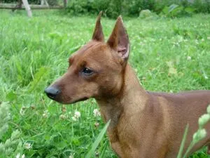 Miniature Pinscher - dobermann zseb