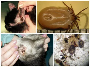 Csepp füllkullancsoktól macskák - leírás, alkalmazási módszerek (atka) Cseppek a fül atkák macskák - leírása, alkalmazási módszereit