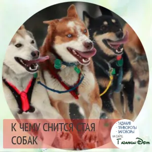 Miért álom egy kutyafalka 1