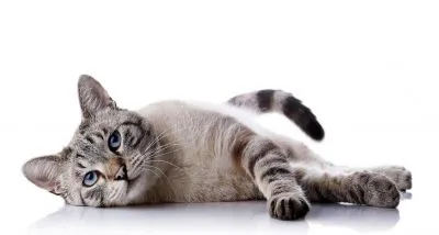 Képek gyerekeknek macska képek (cat) Képek gyerekeknek macska képek