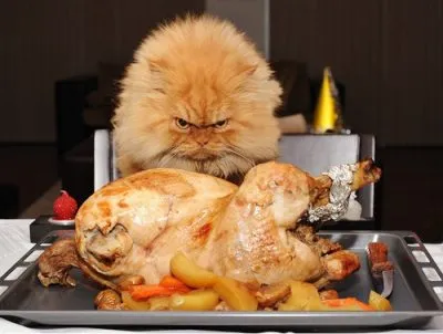 Képek gyerekeknek macska képek (cat) Képek gyerekeknek macska képek